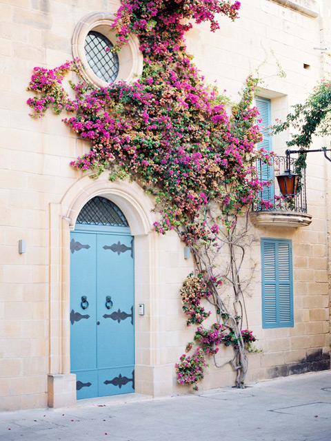 house-flowers